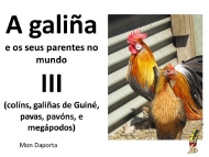 A galiña e os seus parentes polo mundo (III)